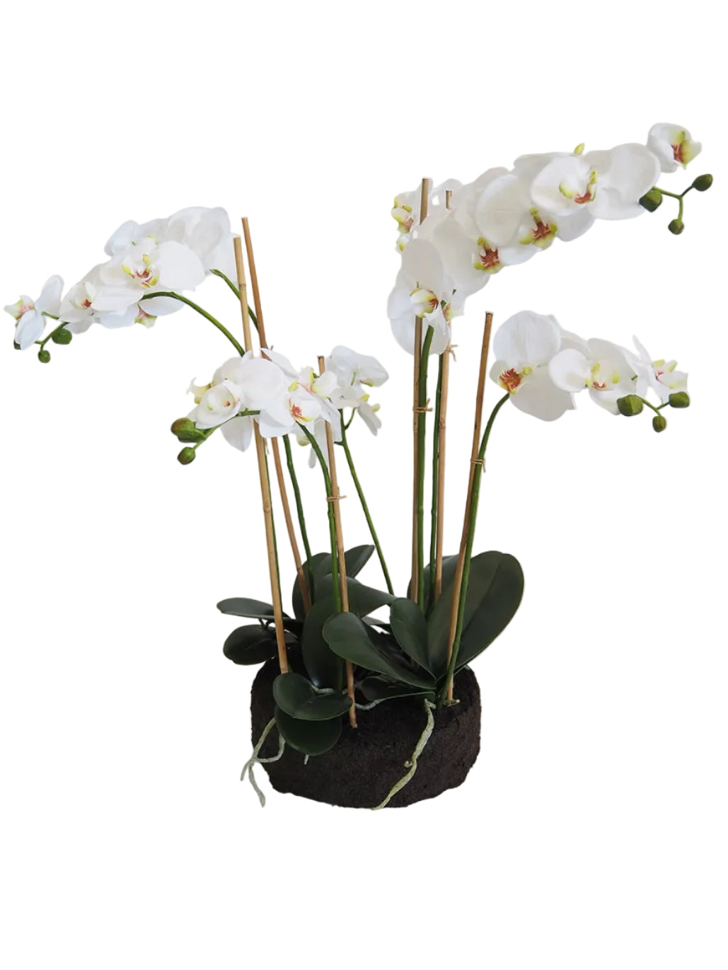 25.5" WHITE PHALAENOPSIS IN SOIL