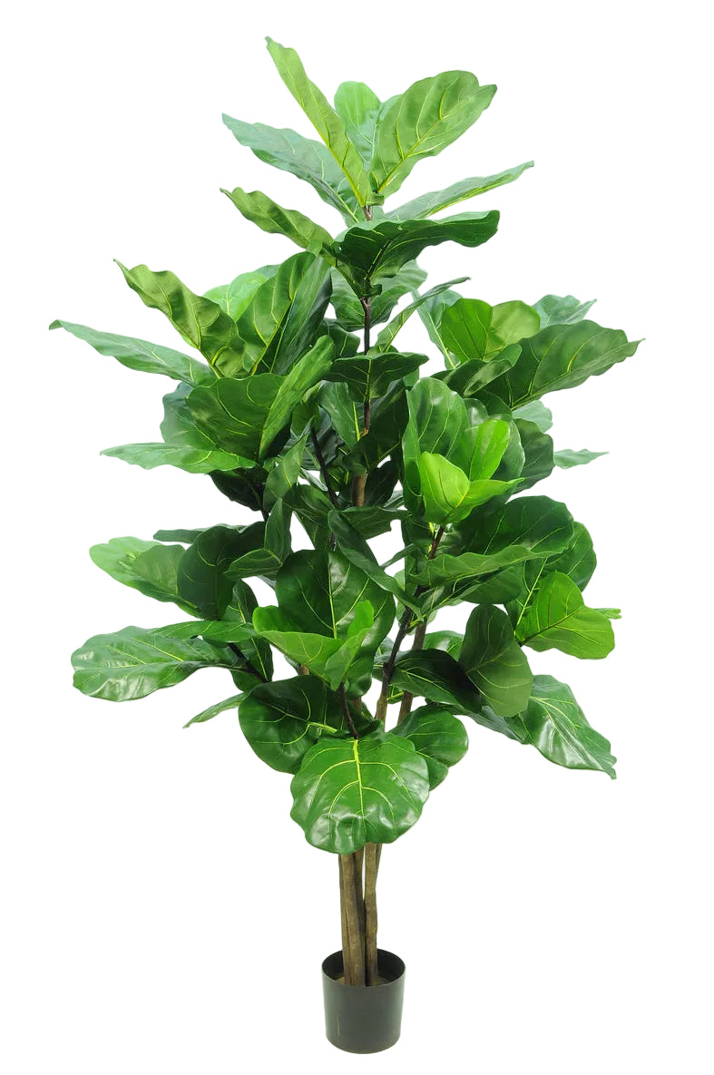 180CM FIDDLE LEAF TREE