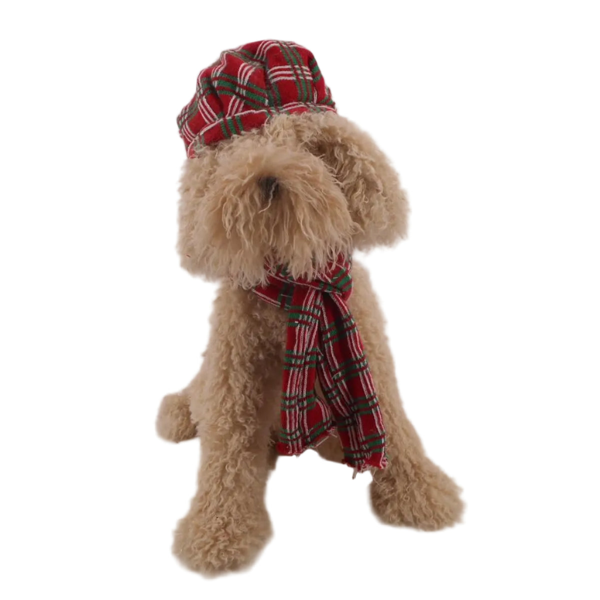 LABRADOODLE DOG
