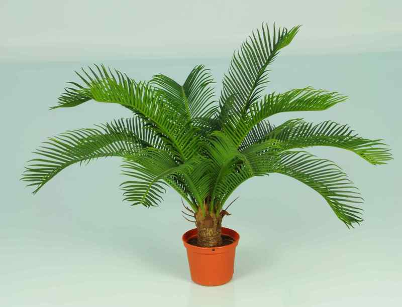 45CM SMALL CYCAD IN POT