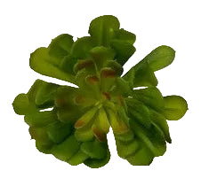 SINGLE STEM SUCCULENT | Pennylane
