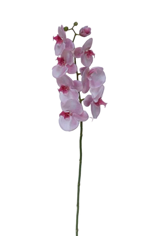 35.5" LT PINK PHALAENOPSIS STE