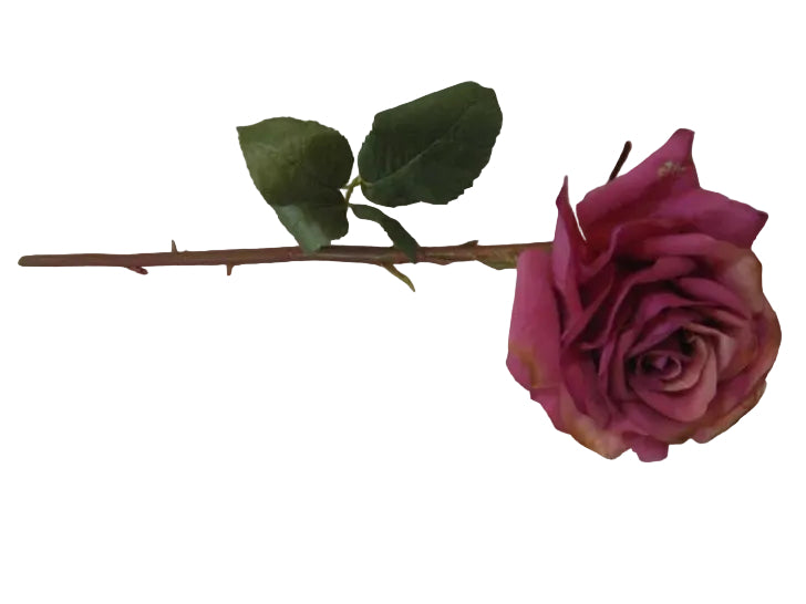 SHORT PURPLE DUCHESS ROSE