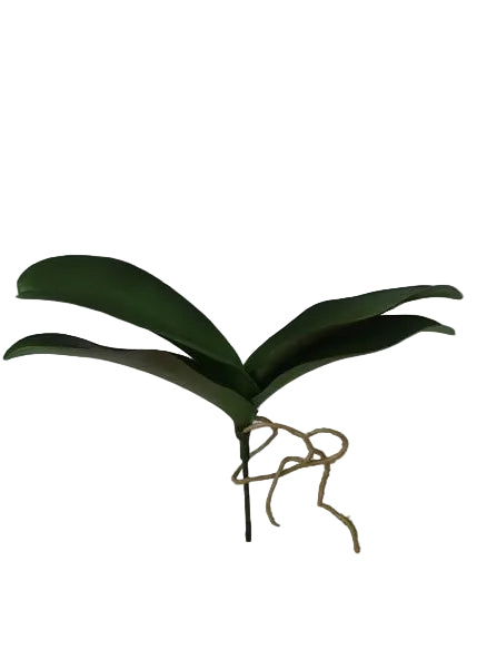 PHALAENOPSIS LEAF