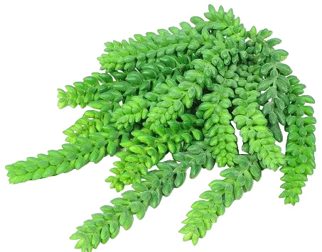 DONKEY TAIL SUCCULENT