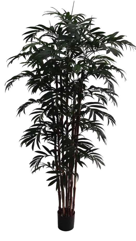 5FT PARLOUR PALM