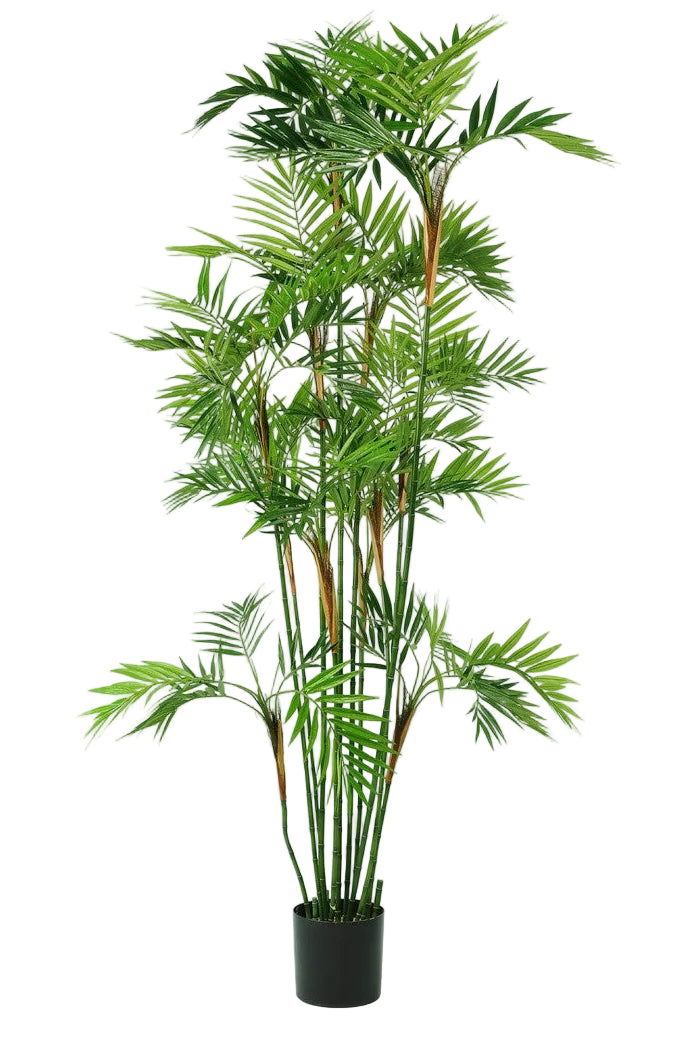 6FT PARLOUR PALM