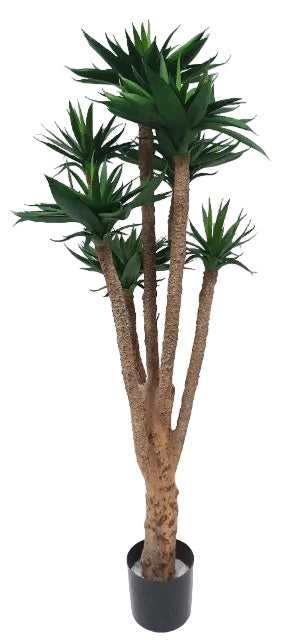 3' AGAVE TREE