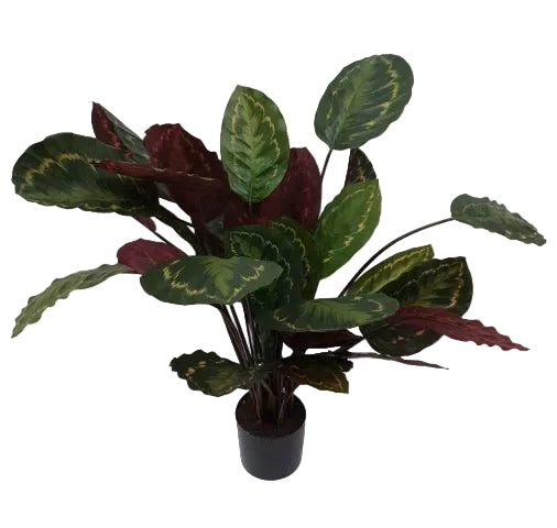 70CM CALATHEA ROSEOPICTA POTTED