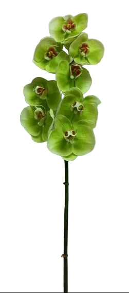 A single light green phalaenopsis orchid stem with multiple flower buds.