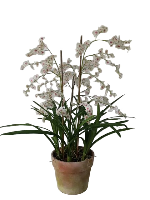 39" / 99CM WHITE DANCING ORCHIDS IN A POT