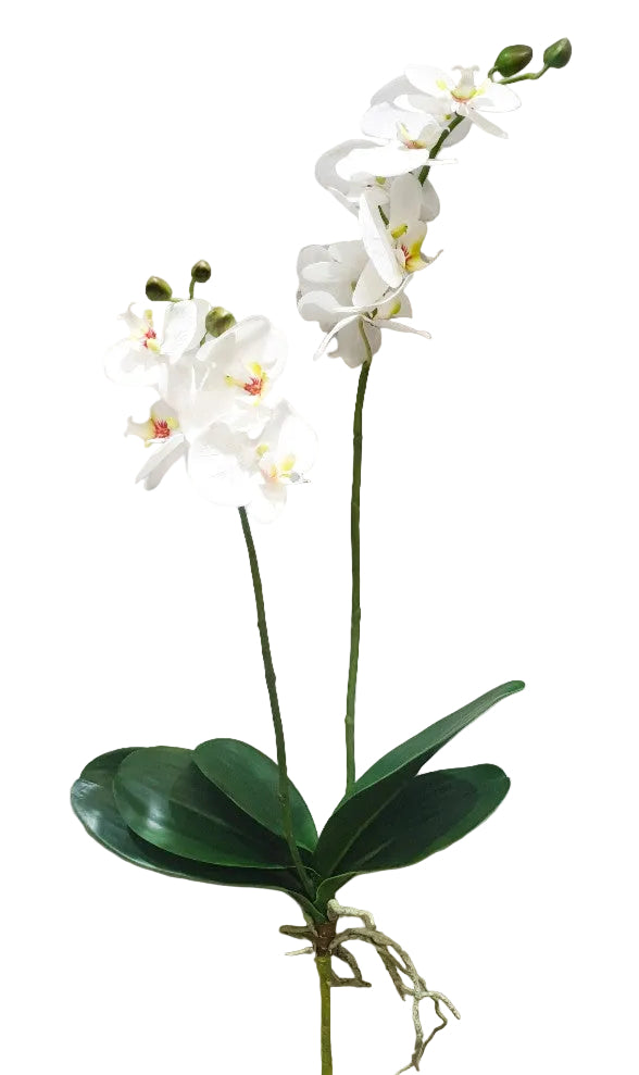 White orchid flower with green leaves