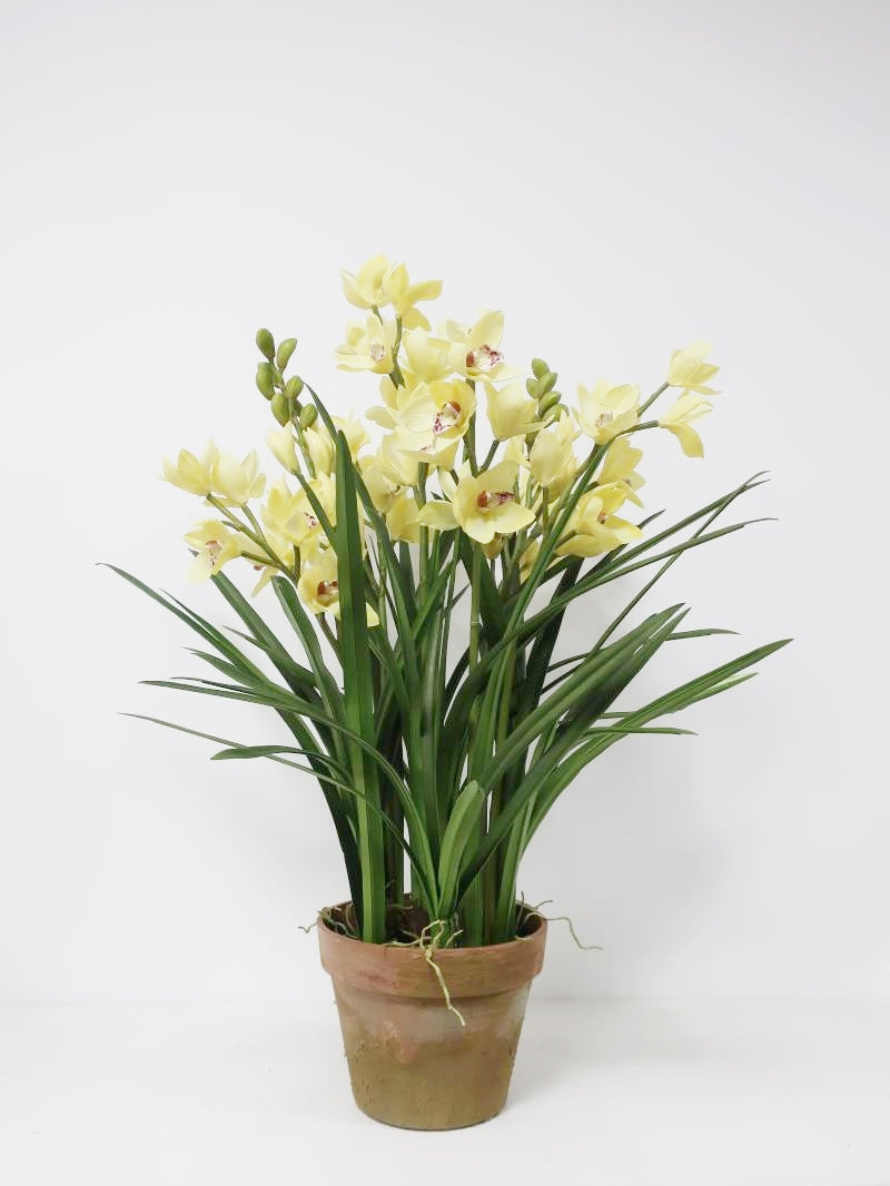 41" 8 stem pale yellow cymbidium potted