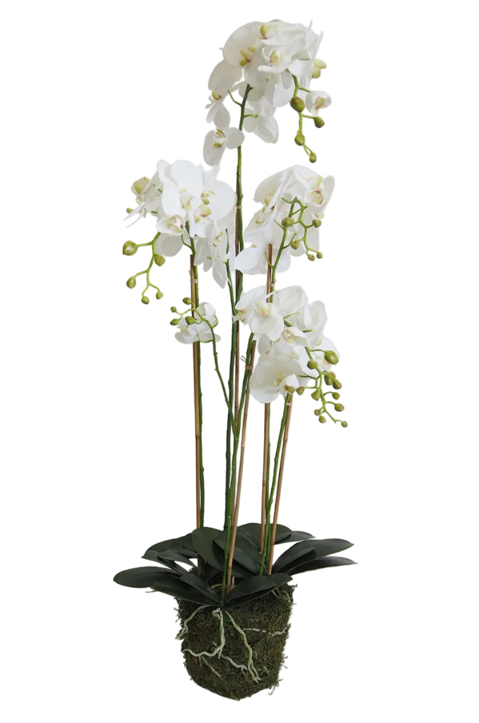 52" WHITE PHALANOPSIS IN POT