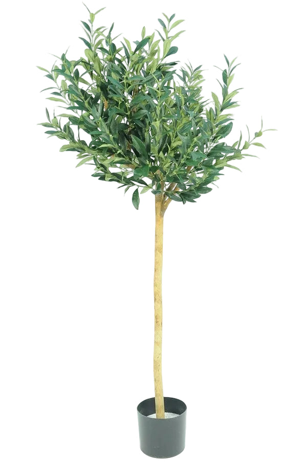 4FT OLIVE TREE