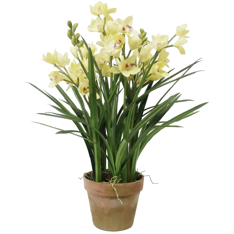 A potted plant with 8 stems pale yellow cymbidium orchid stems.