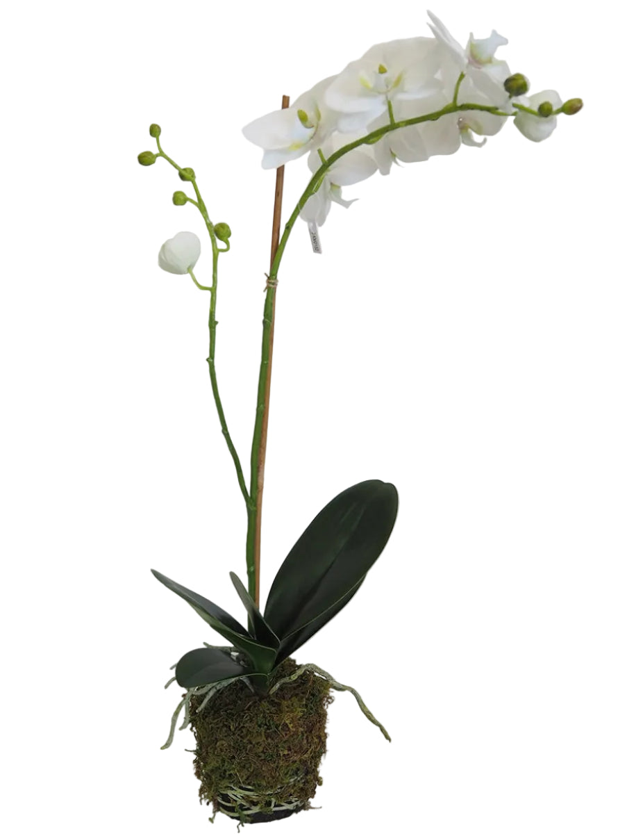 23" WHITE PHALAENOPSIS IN SOIL