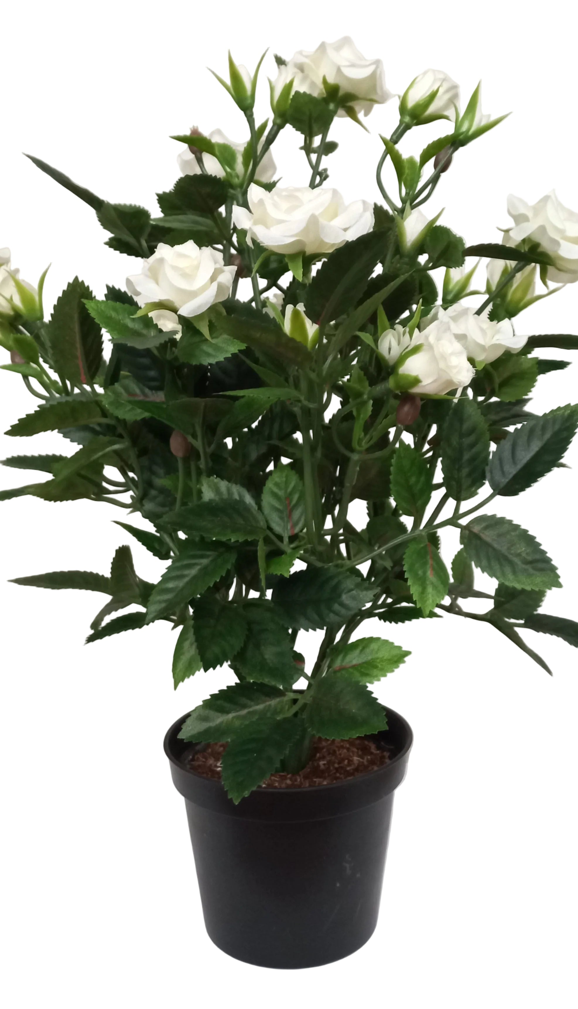 30CM WHITE POTTED ROSE
