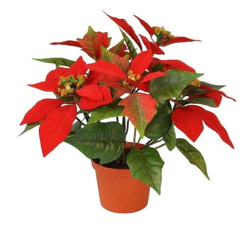 A potted poinsettia plant with red leaves and flowers in an orange pot against a white background.