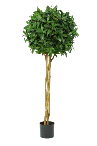 5 FT BAYLEAF BALL BRAID TREE