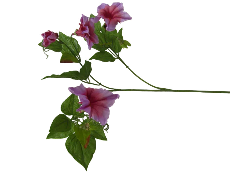 SPRAY CERISE MORNING GLORY