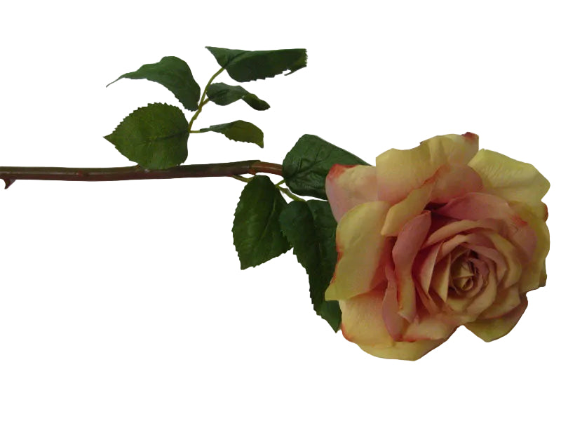 SHORT BEIGE DUCHESS ROSE