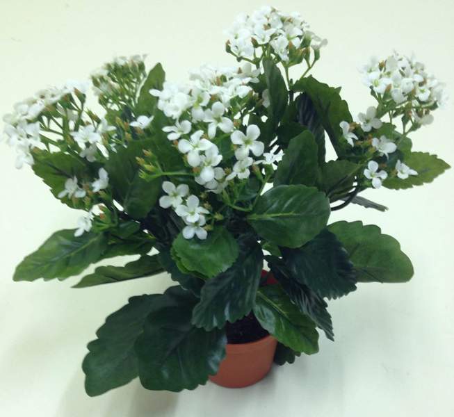 WHITE KALANCHOE POTTED