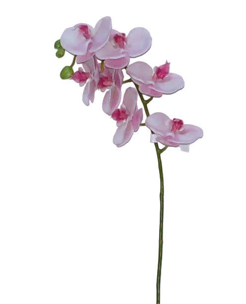 24.5" LAVENDER PHALAENOPSIS ST