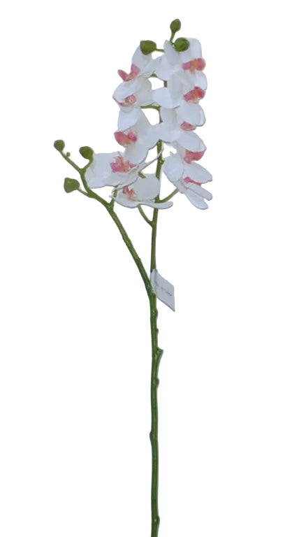 21.5" WHITE PHALAENOPSIS STEM
