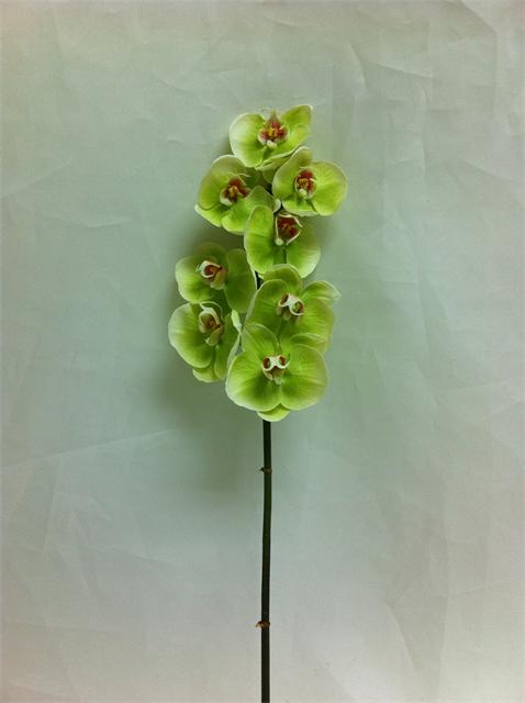 LIGHT GREEN PHALAENOPSIS STEM