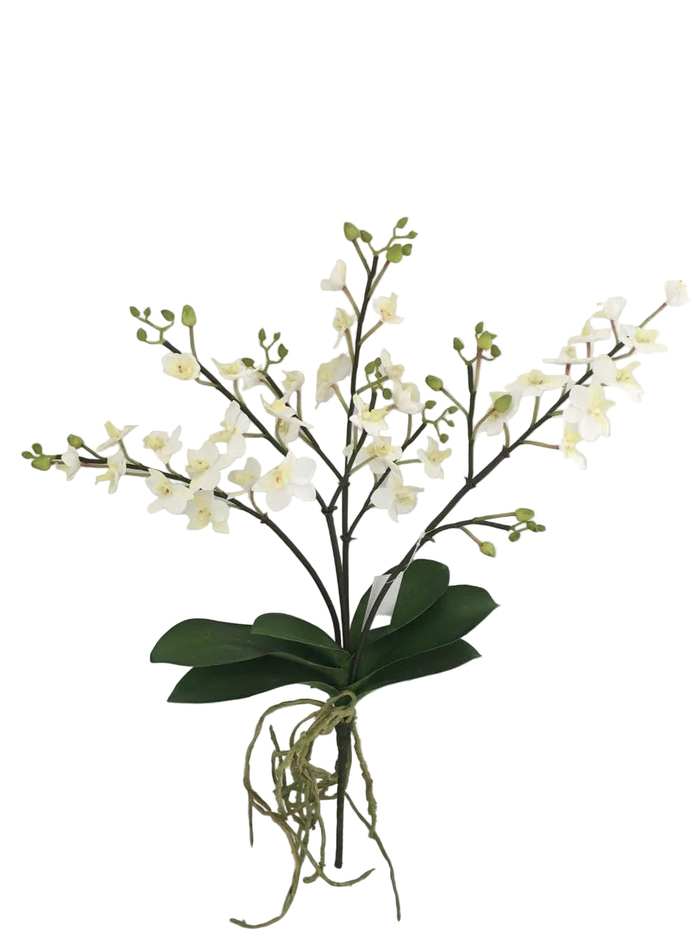 MINI PHALAENOPSIS W ROOTS