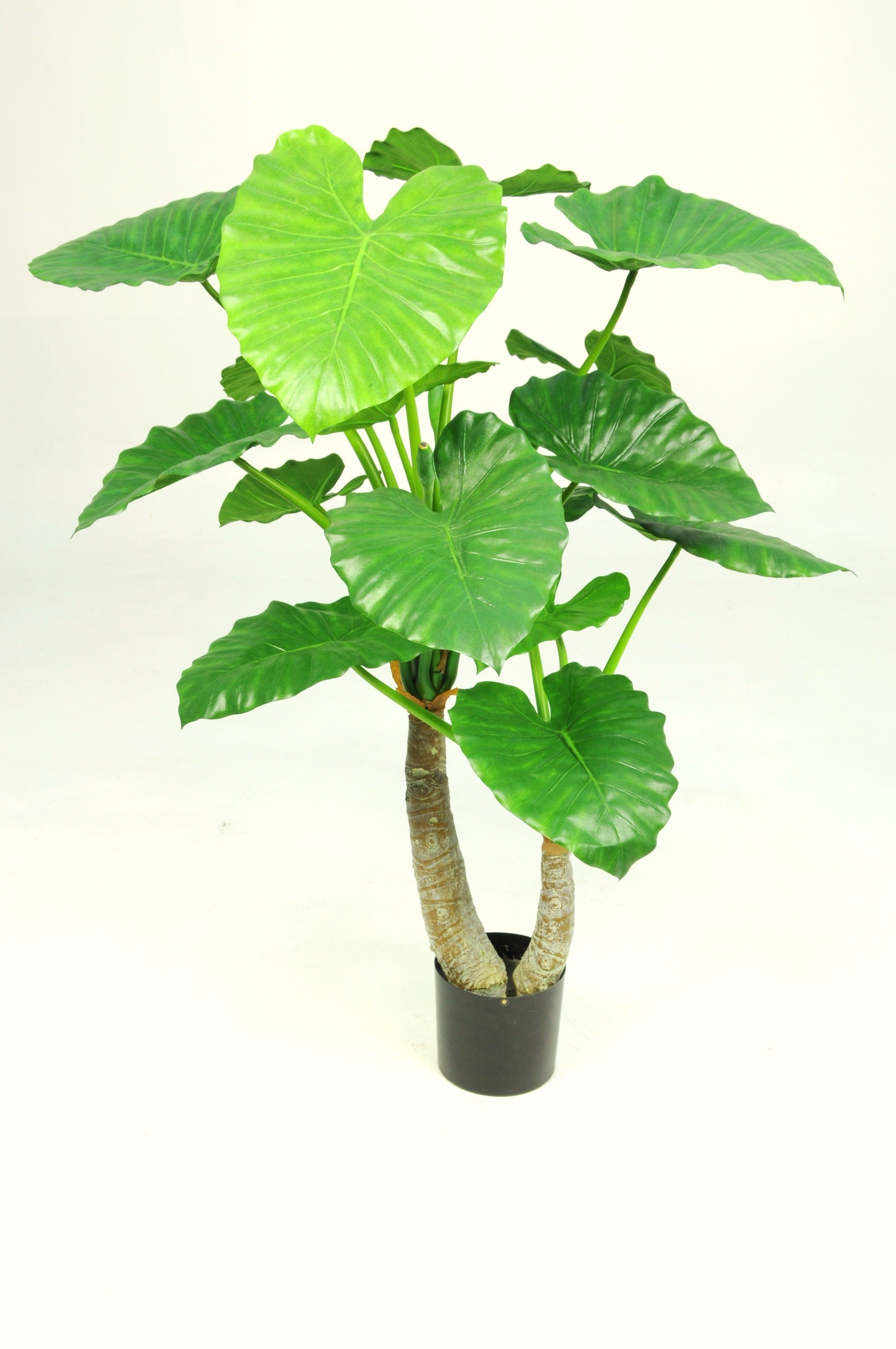 115CM GREEN ALOCASIA CALIDORA