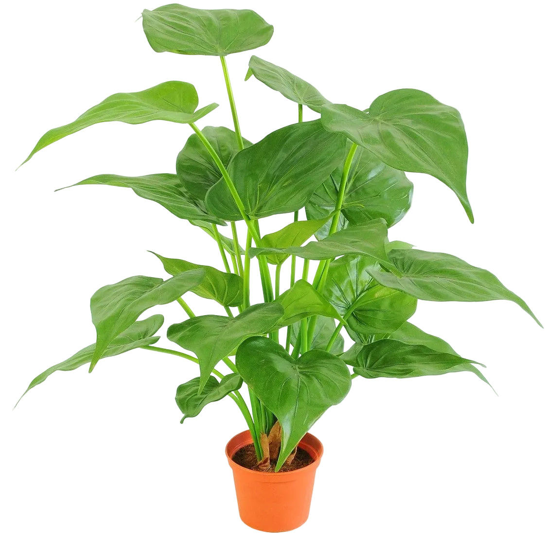 51CM POTTED  ALOCASIA
