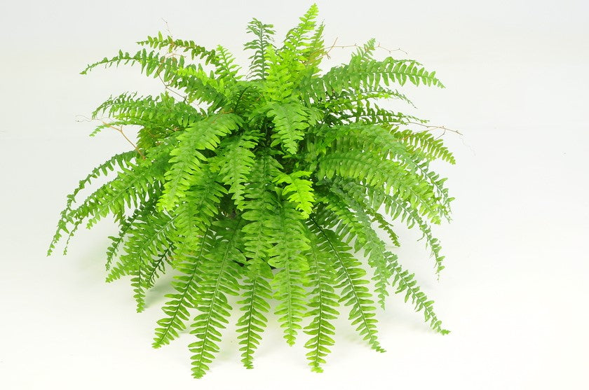 LARGE BOSTON FERN