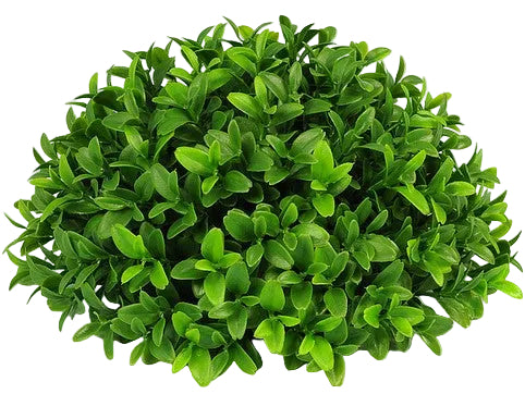 22CM BOXWOOD BALL