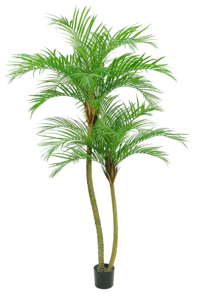 6FT ARECA PALM