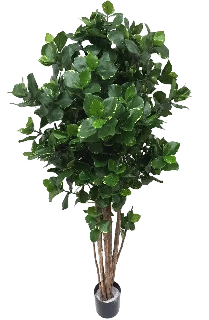 5FT CLUSIA TREE