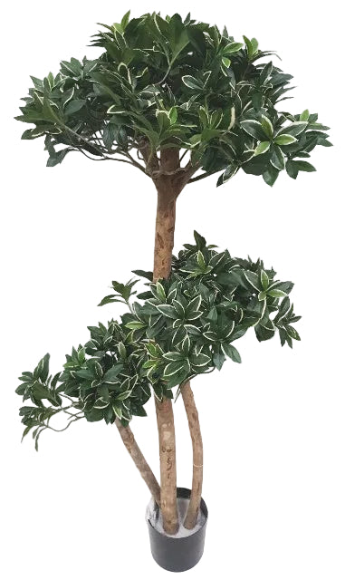 4FT EUONYMUS JAPONICUS