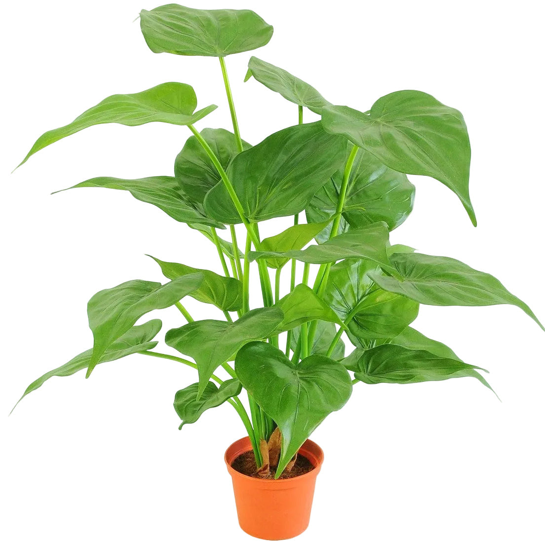 51CM POTTED  ALOCASIA