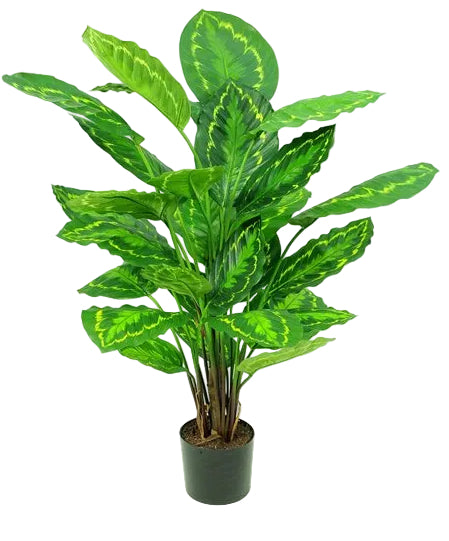 25CM CALATHEA ROSEOPICTA PLANT