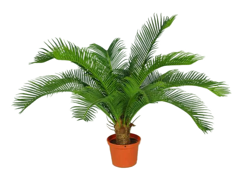 45CM SMALL CYCAD IN POT