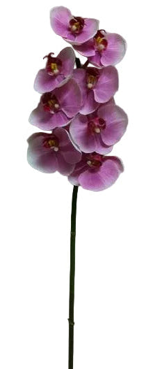 Purple orchid flower 