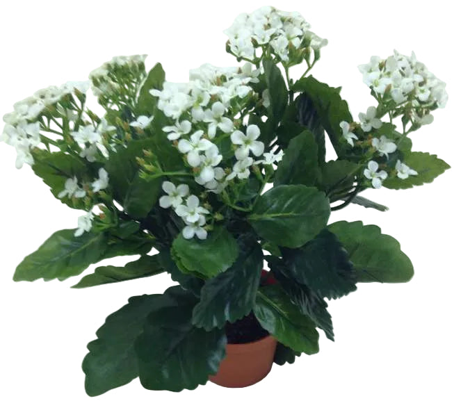 WHITE KALANCHOE POTTED