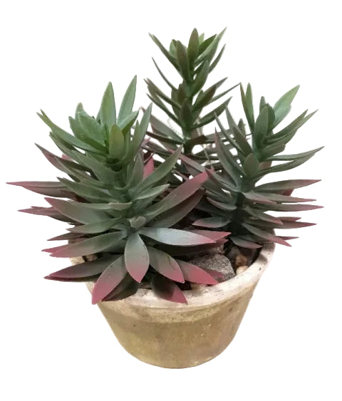 9" POTTED NEEDLE SUCCULENT