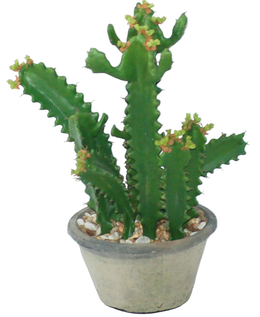 Potted cactus plant