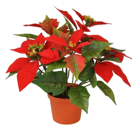 A potted poinsettia plant with red leaves and flowers in an orange plastic terracotta pot