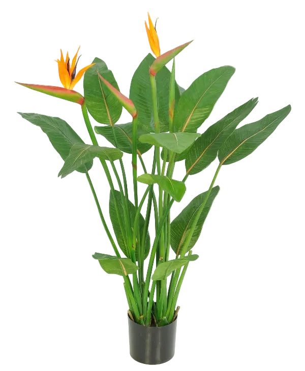 115CM POTTED STRELITZIA